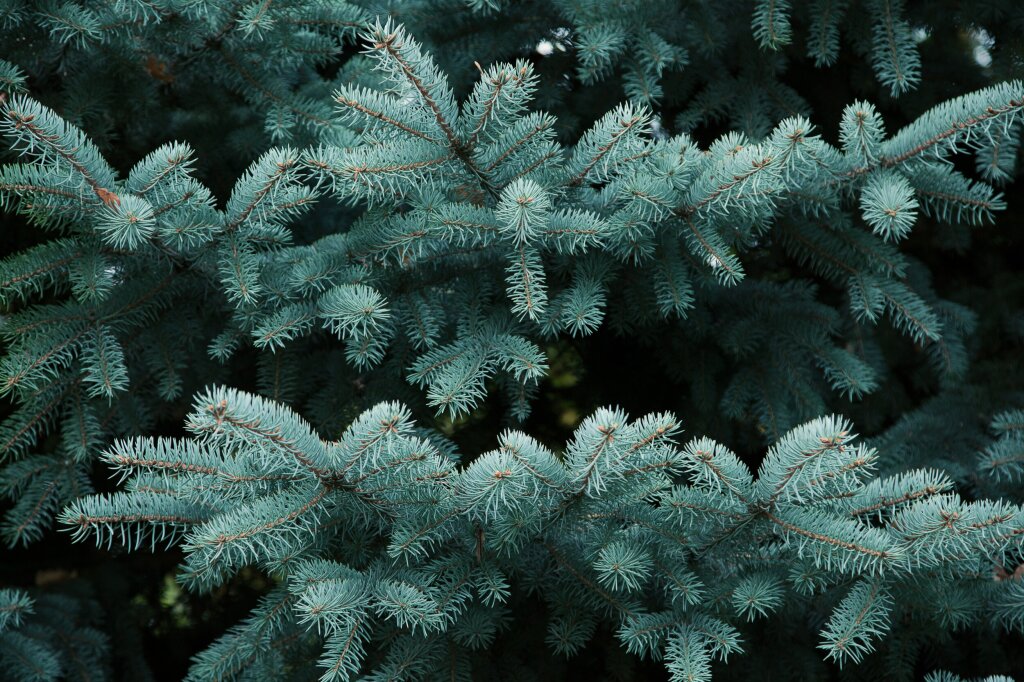 Do Christmas trees store CO₂?