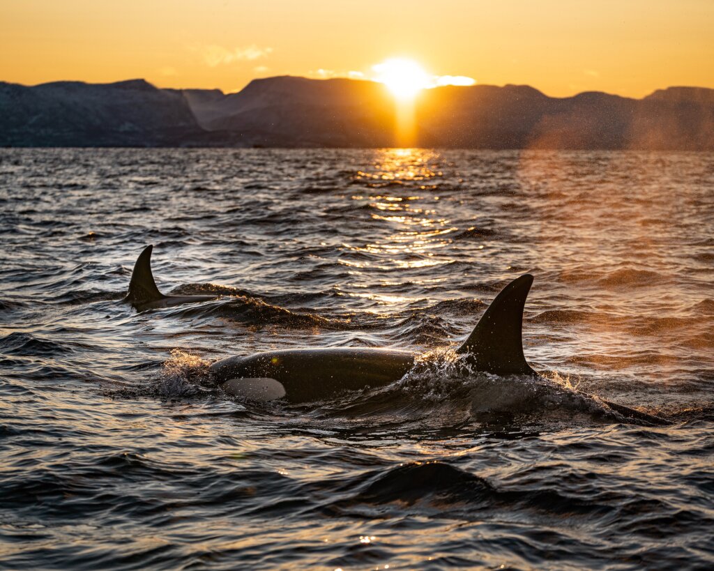 Two Orcas swimming
